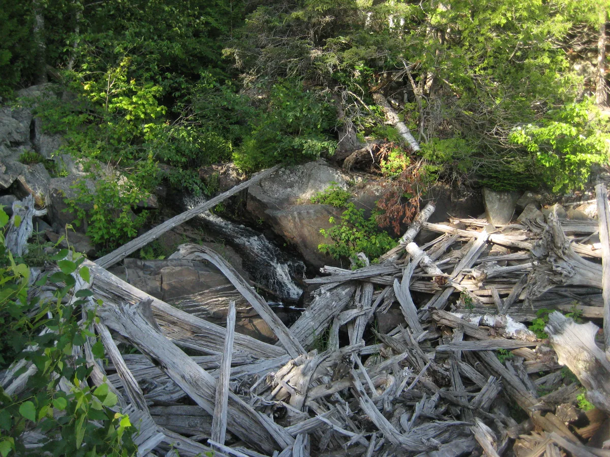 Logs cluttering up the mouth of the tiny outflow