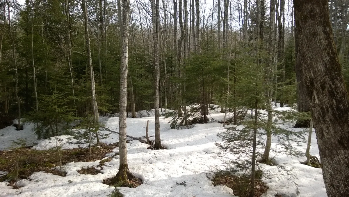 Little pine trees clustered around the river