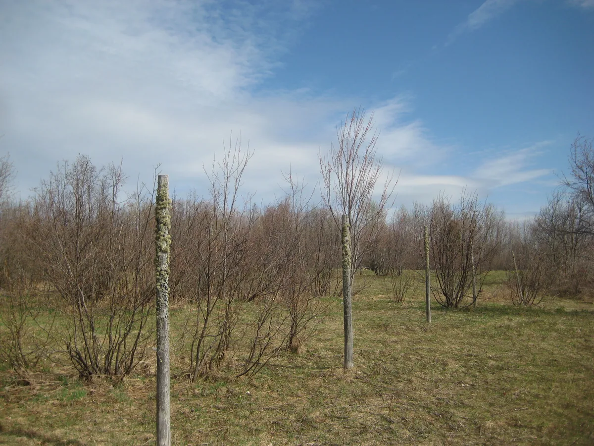 Poles in a line