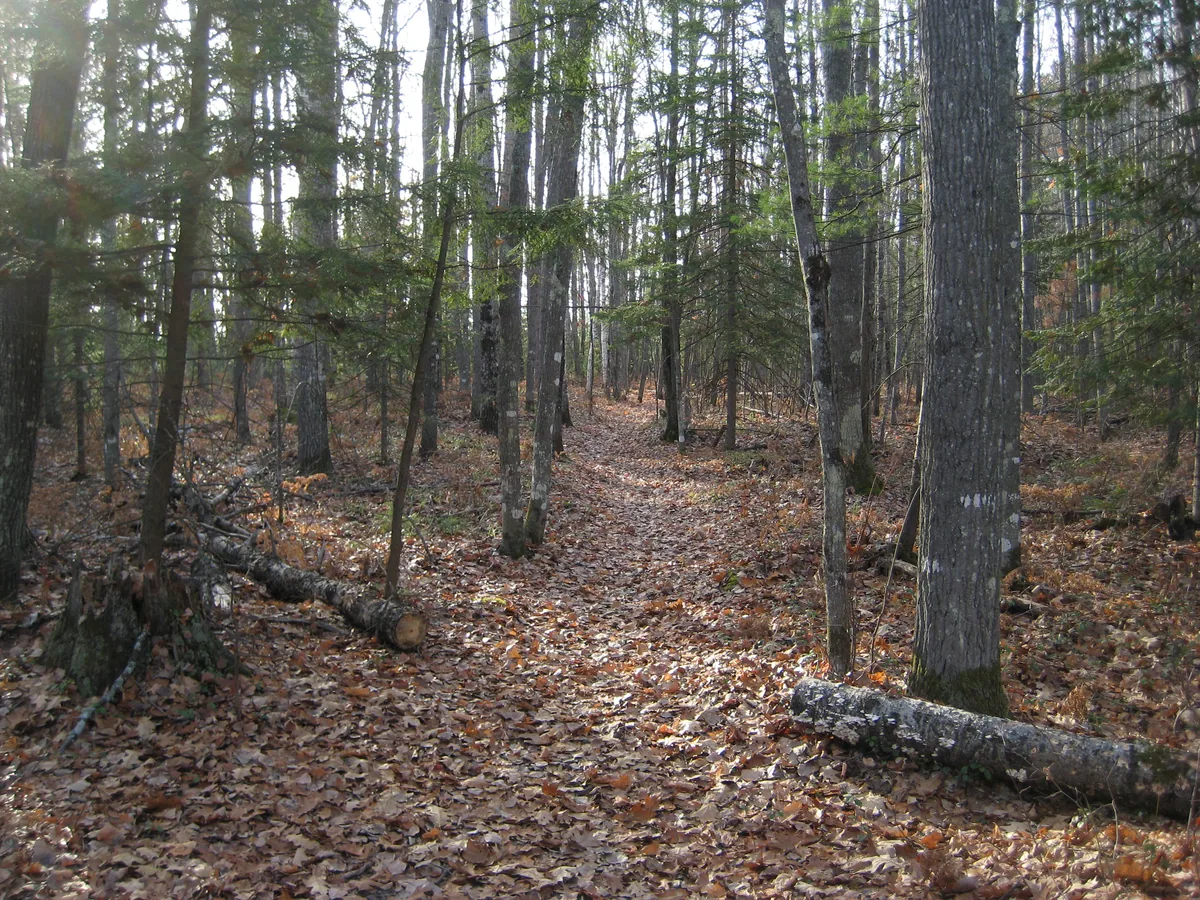 Fall leaves on the narrow trail