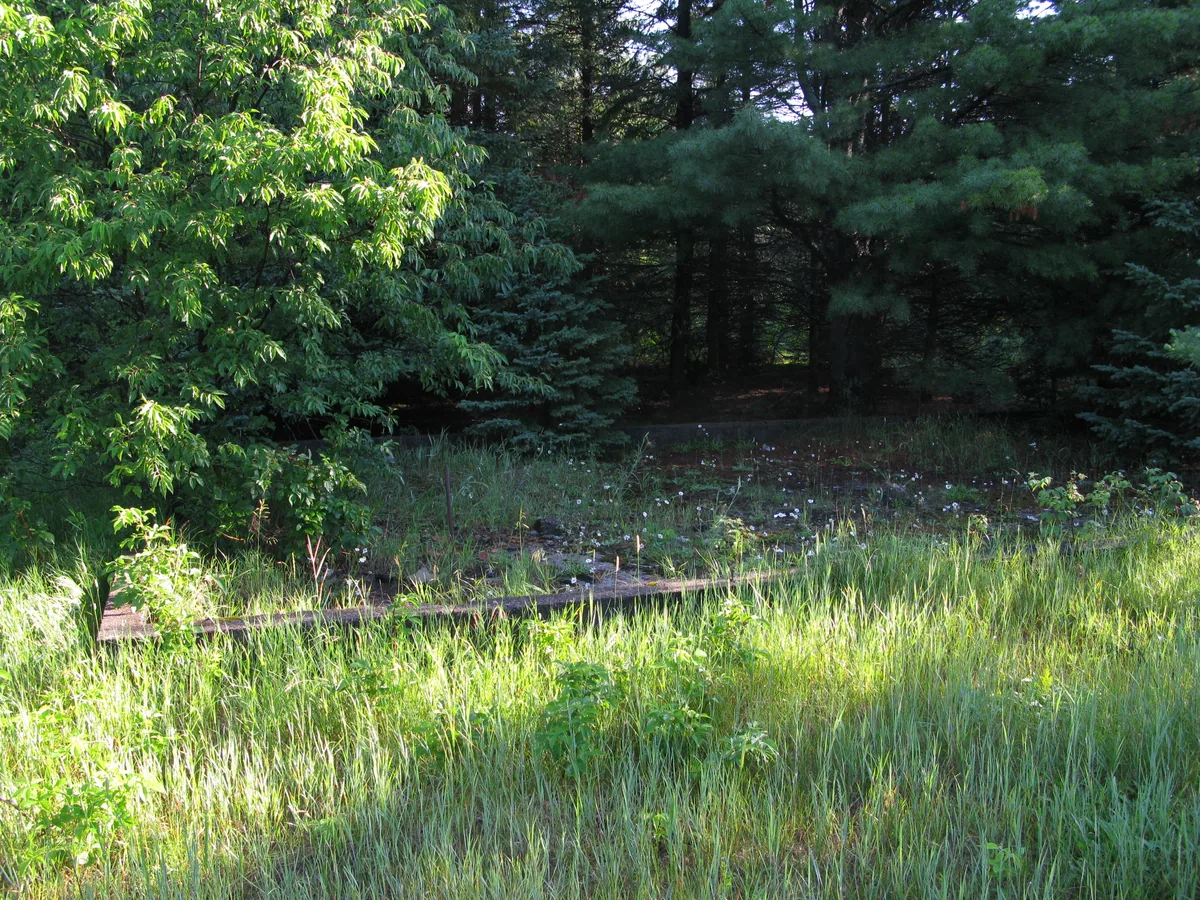 Old foundation in the woods