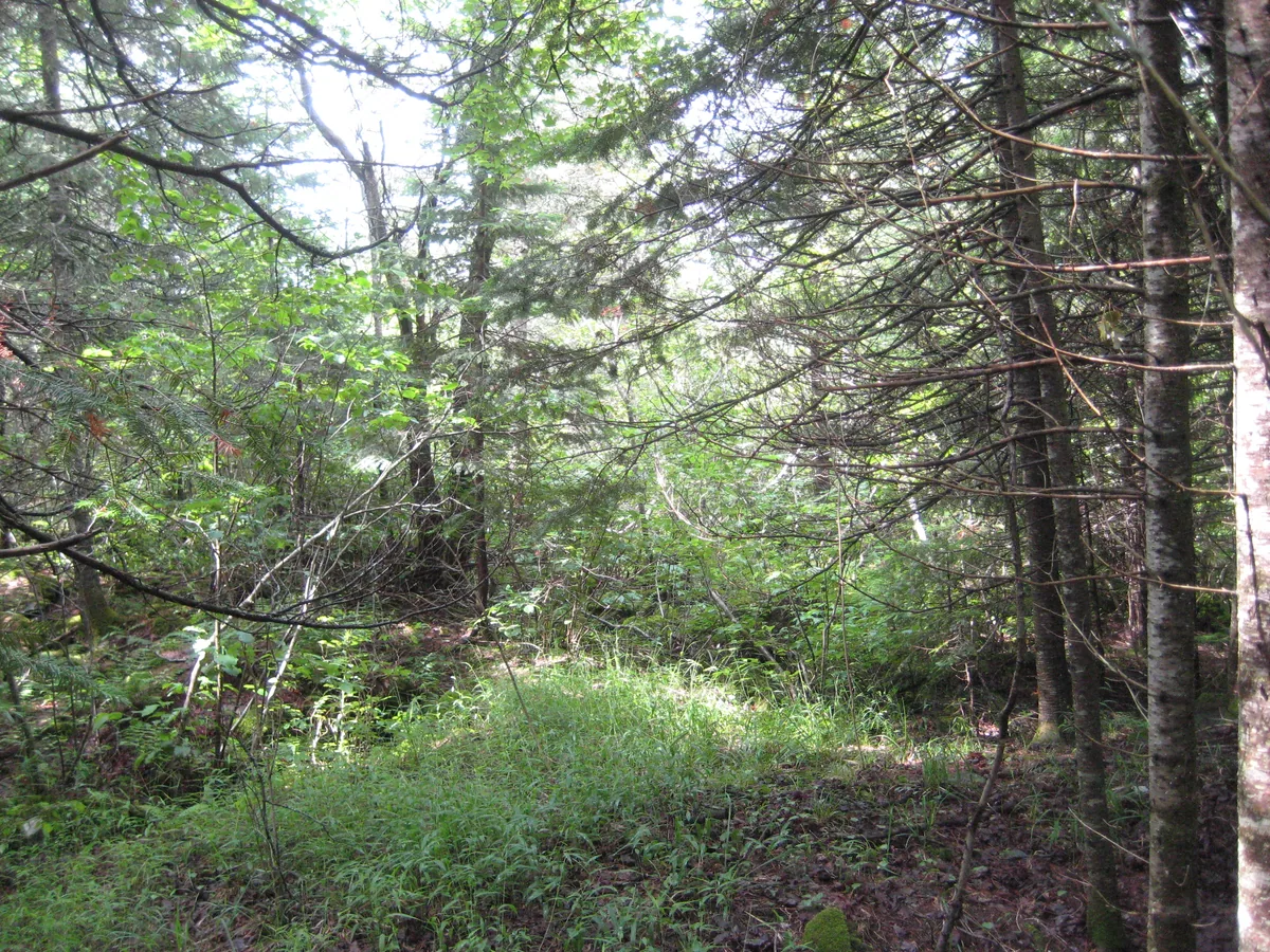 Wet, nasty woods