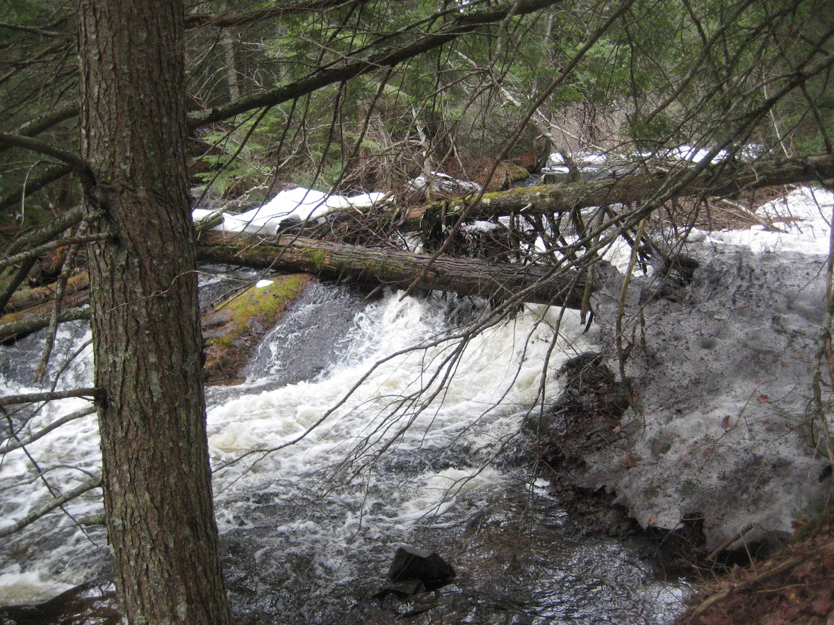 Downed trees over the drops