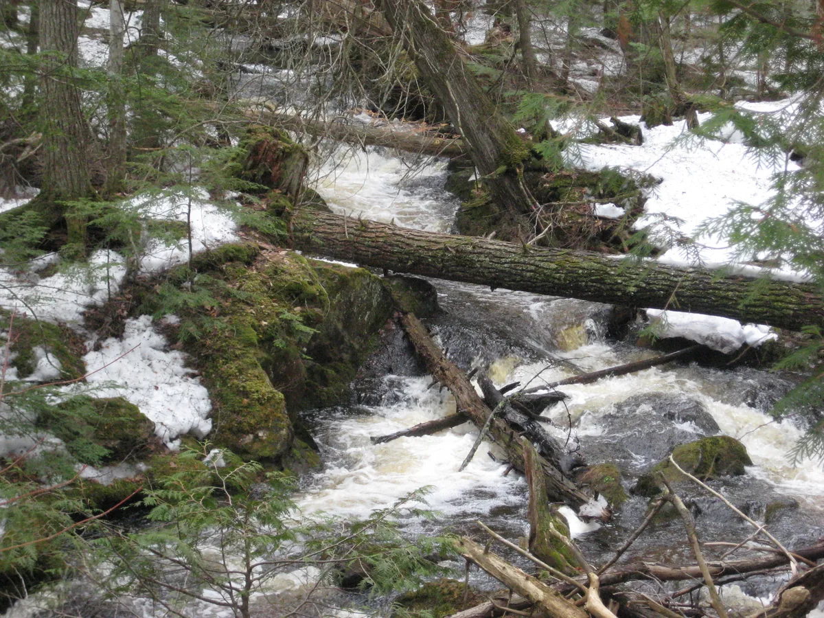 Looking up the busy creek