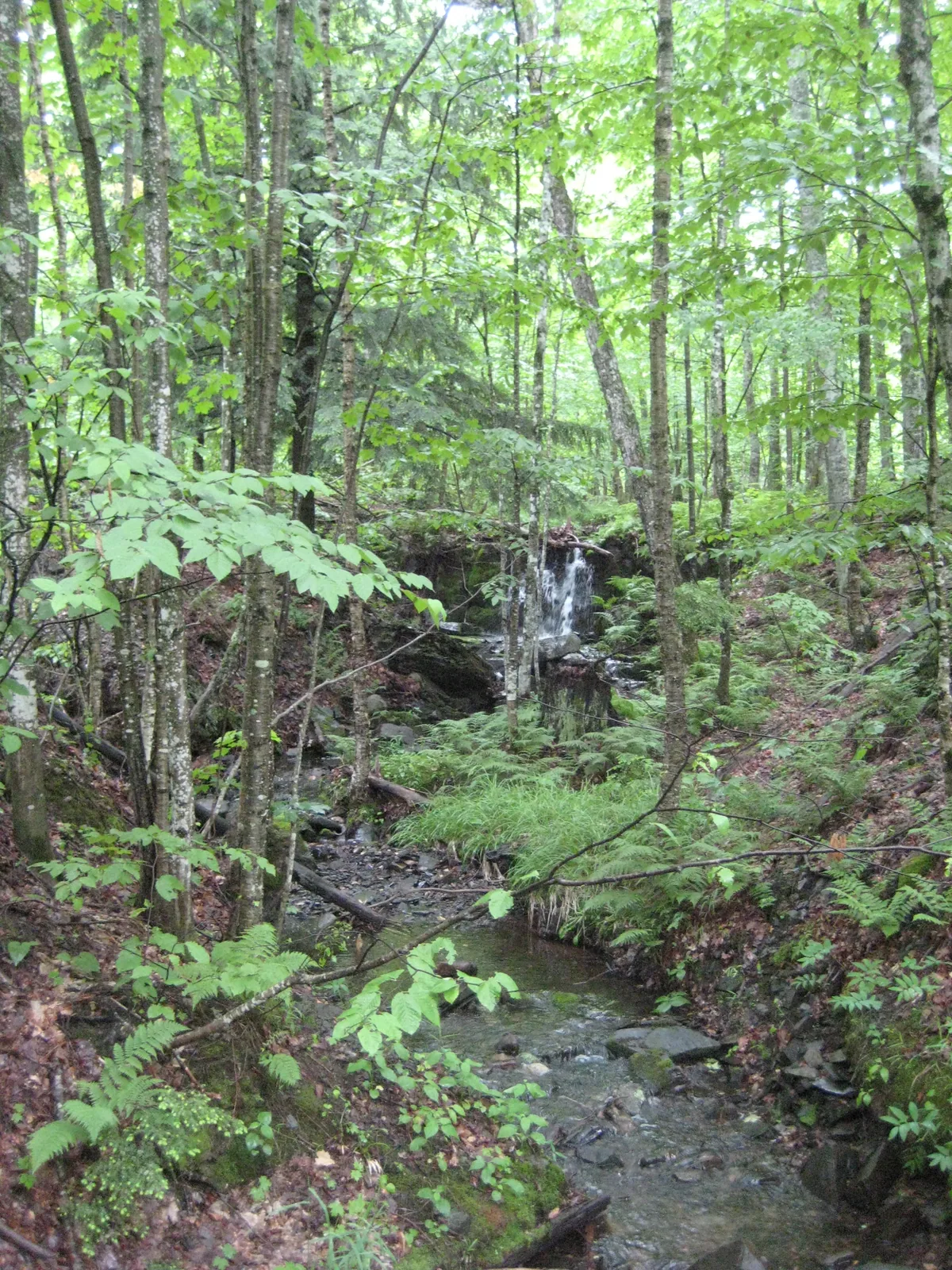 Wet woods and upper drop