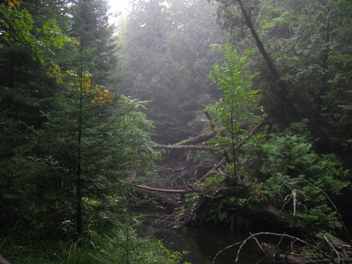 Misty river