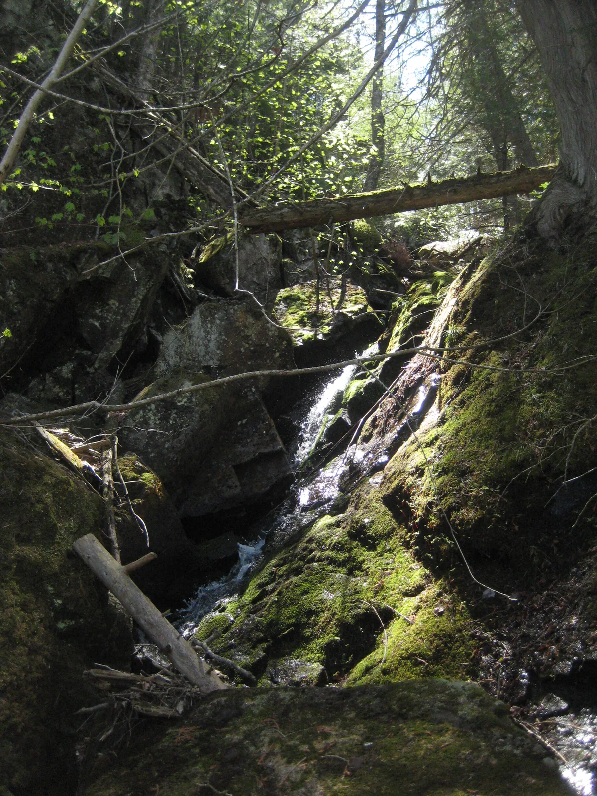 Mossy little gorge