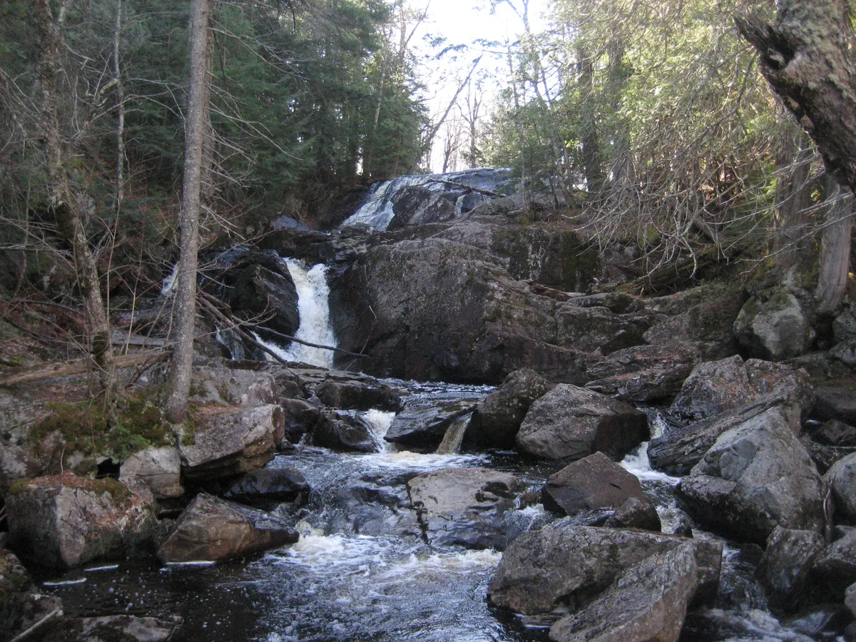 Bare trees around Silver River