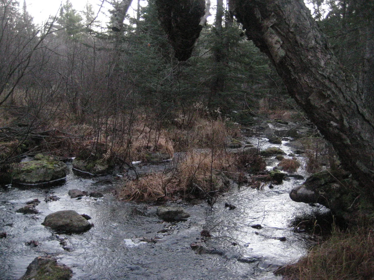 Meandering river around the swampy lowlands