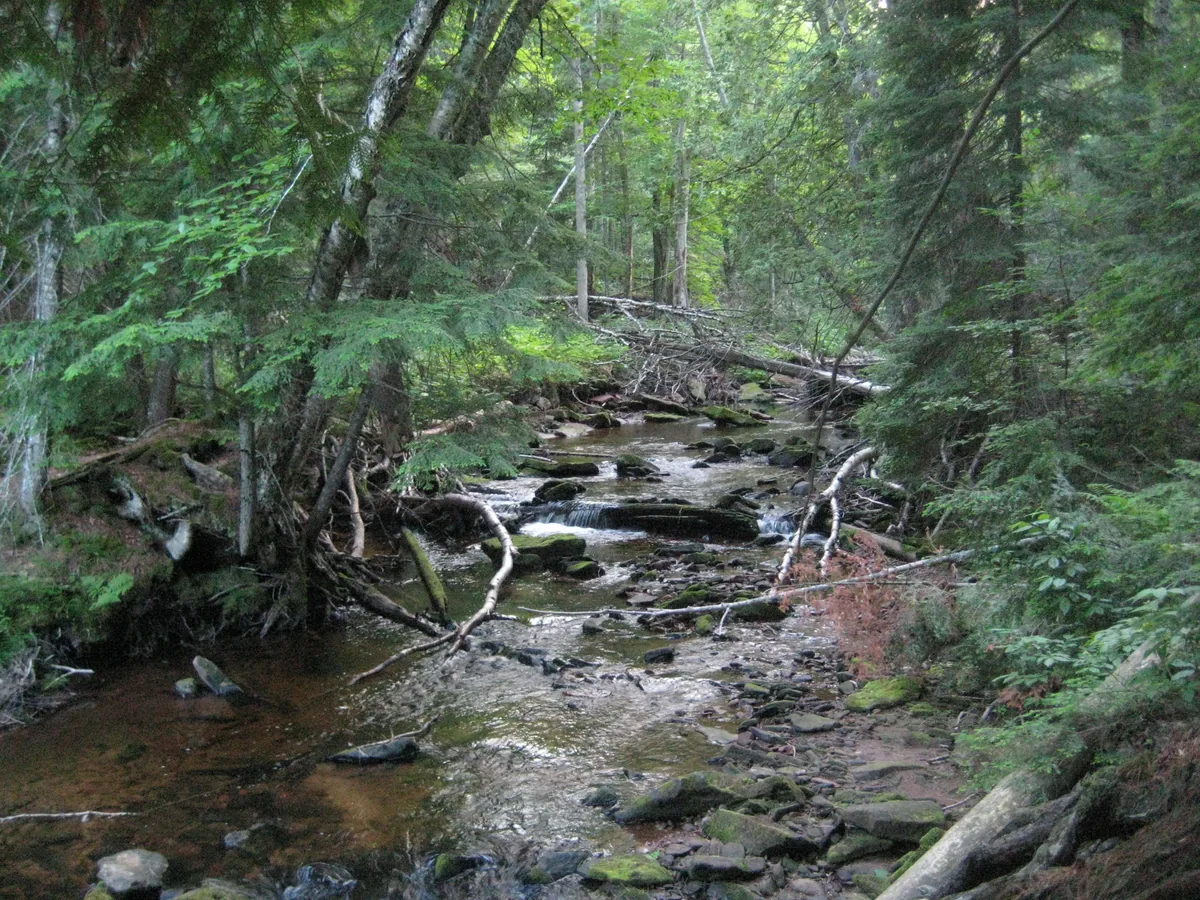 Cluttered downstream river