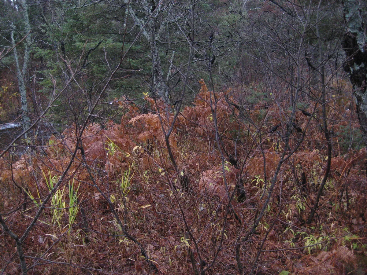 Fern covered earthern berm near the river