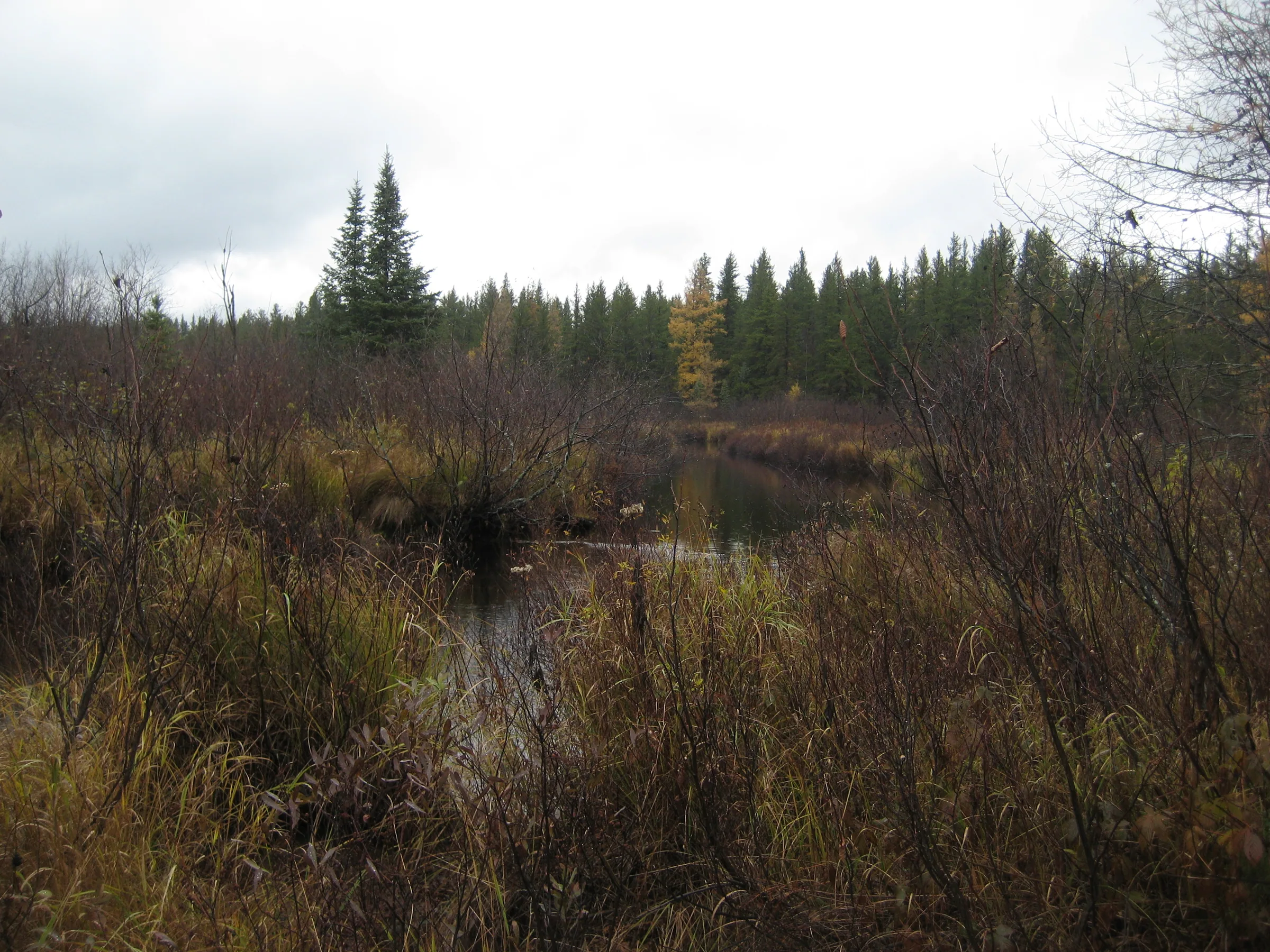 Thick upstream swamp